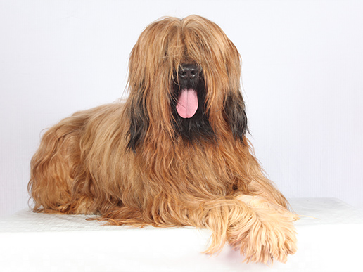 Briard berger deals de brie