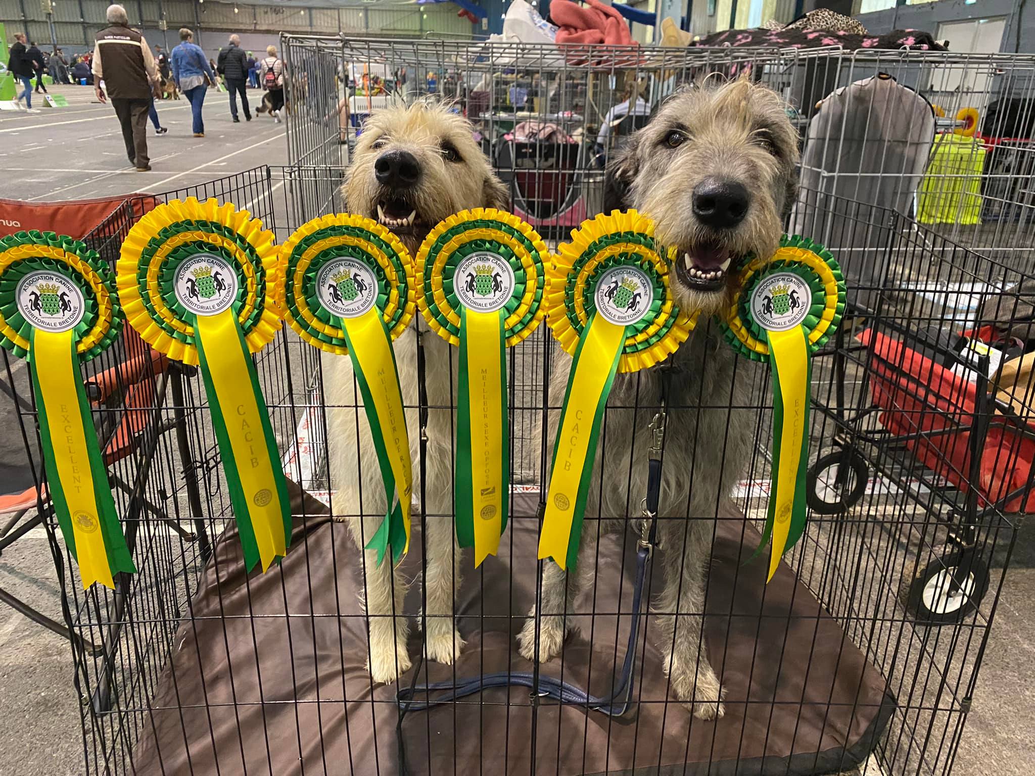 Expositions Canines de beauté en 2022 Société Centrale Canine