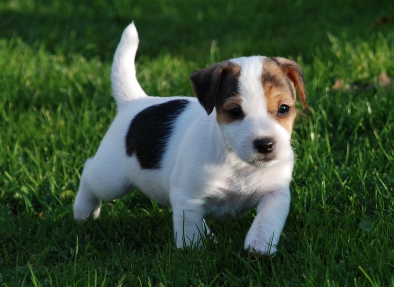 Ecarts d’espérance de vie selon les races de chiens Aide à l