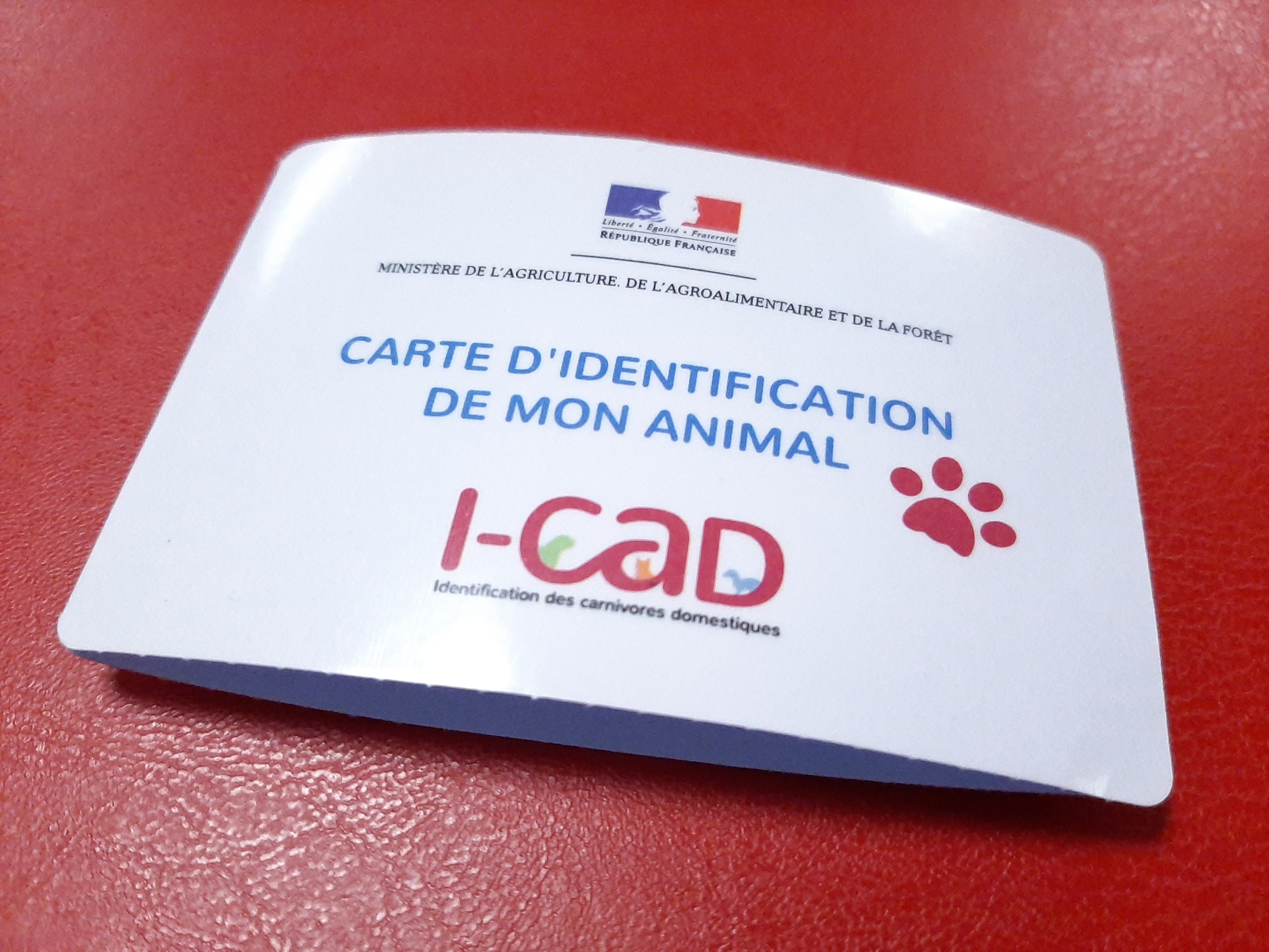 Identification Of Bacteria Simple Staining Pharmaacademias