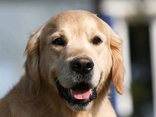  Le golden retriever : le standard | Société Centrale Canine