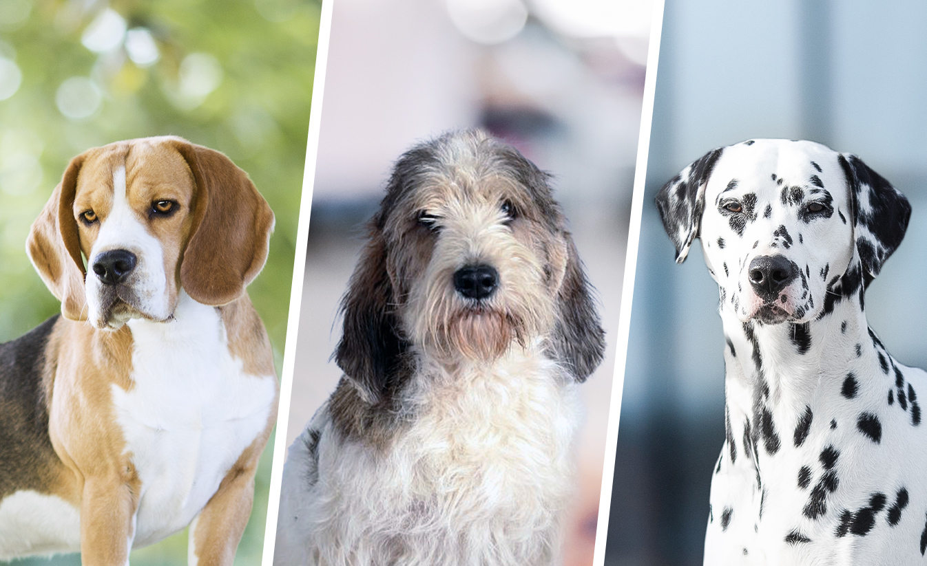 Comment Dit On Chien En Espagnol GROUPE 6 : chiens courants | Société Centrale Canine