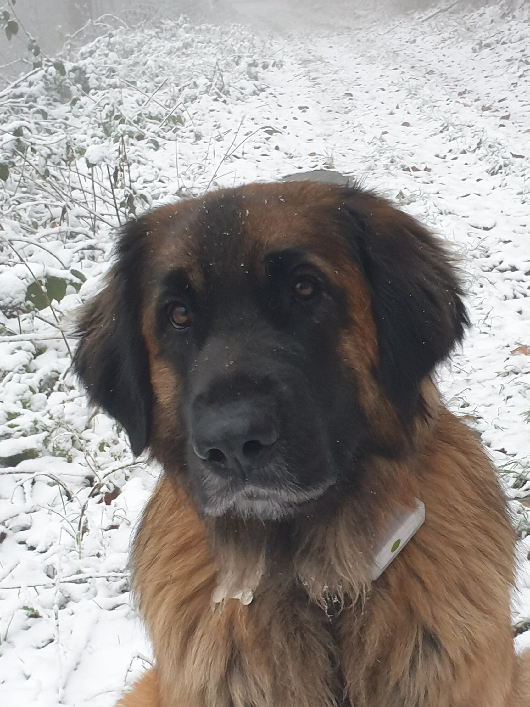 Léonberg ou Léonberger, vous dites…. Société Centrale Canine
