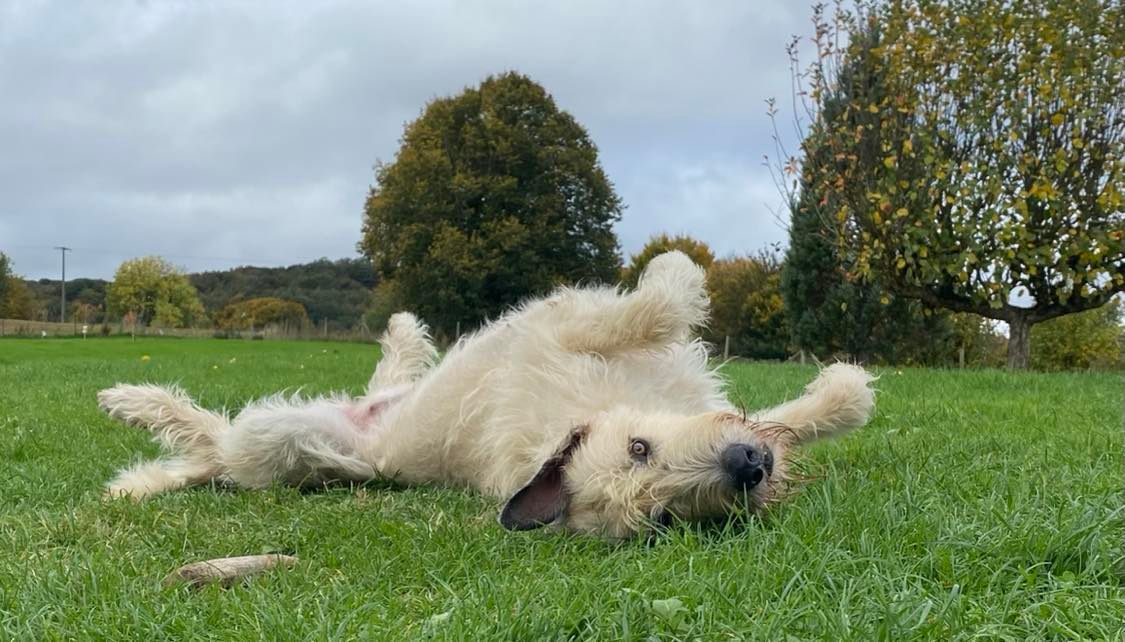 RiverDance of King Howard Legends est maman ! Société Centrale Canine