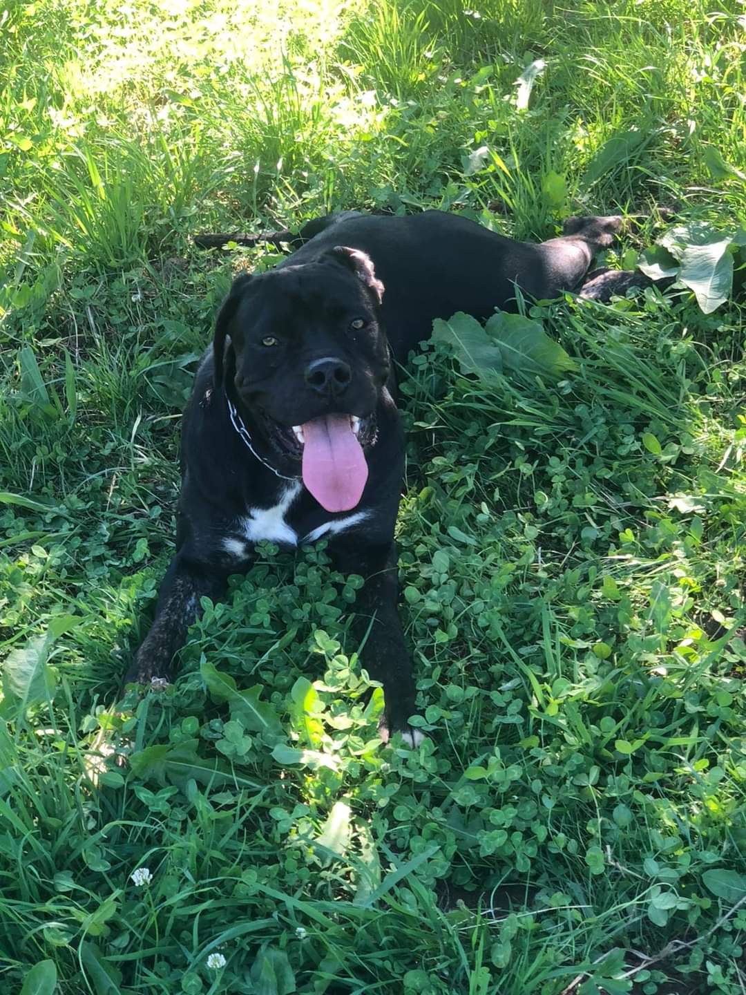 ALANOS DES CERBERES D'YGGDRASIL Société Centrale Canine