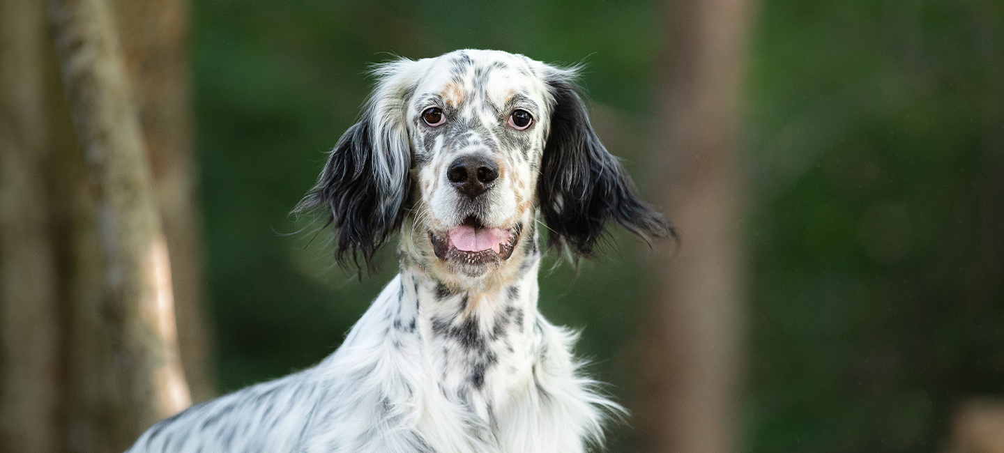 Le setter anglais Société Centrale Canine