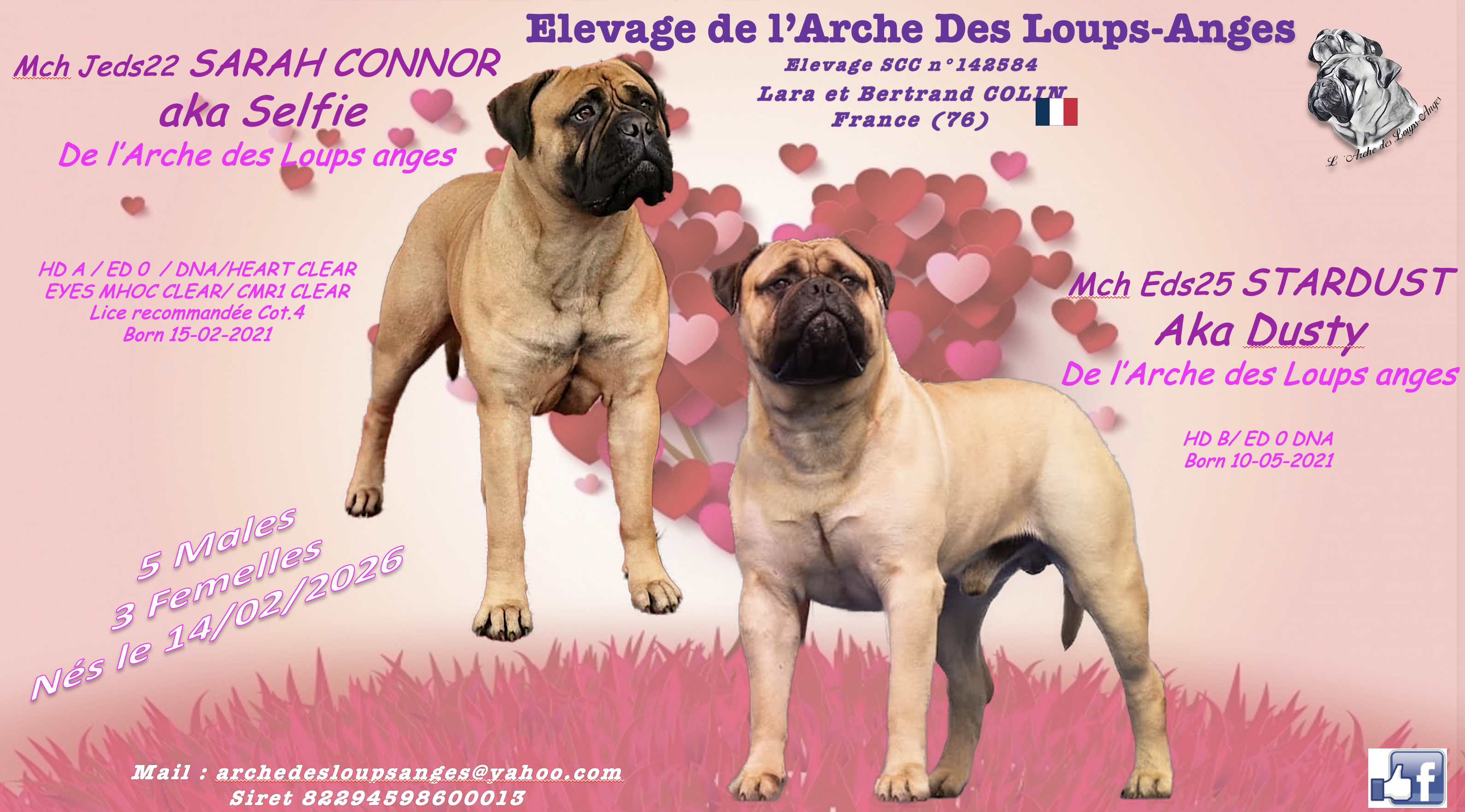 Portée Bullmastiff — De L'Arche Des Loups Anges