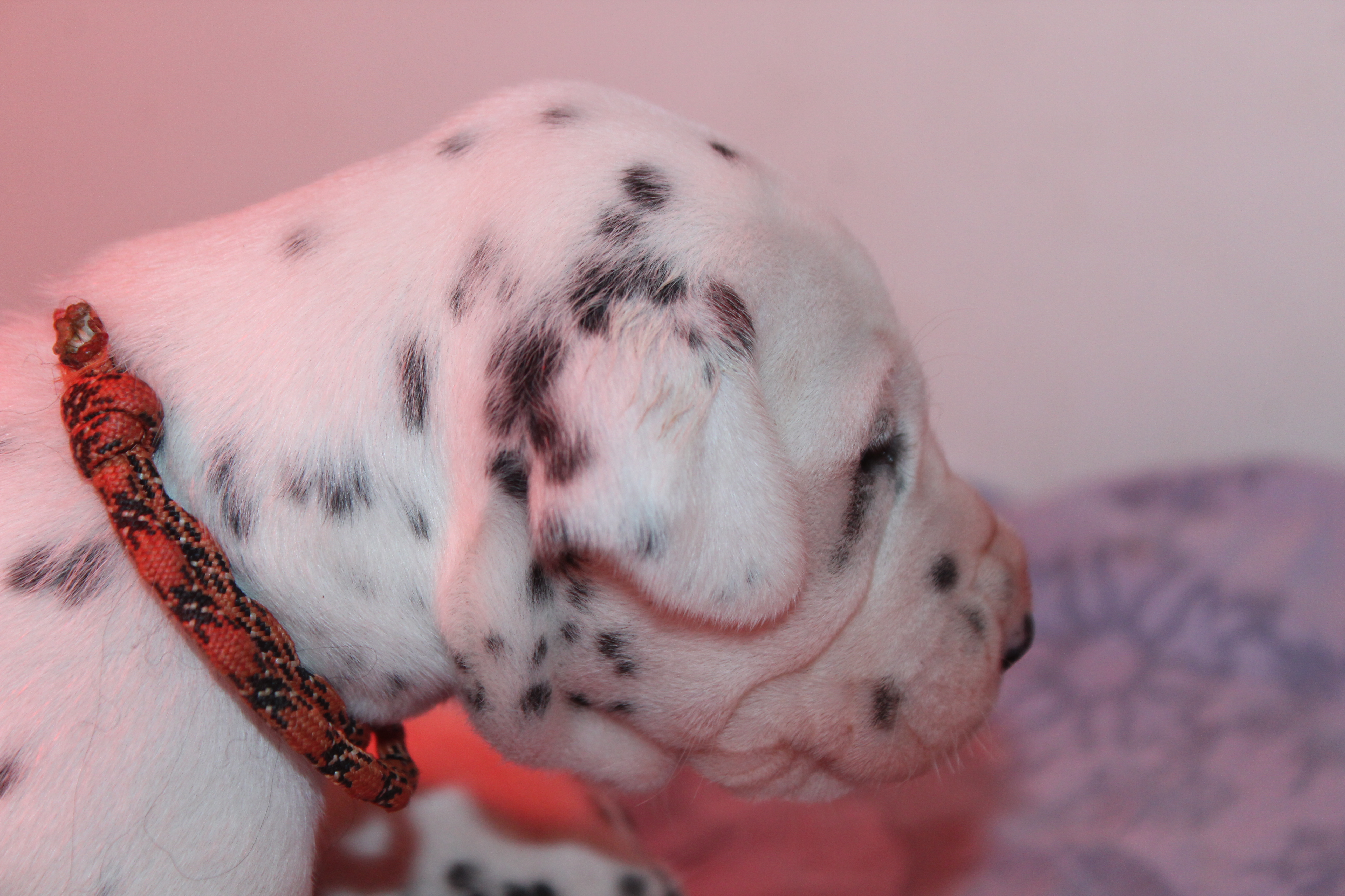 Portée Dalmatien — Des Dalma D'Olympe