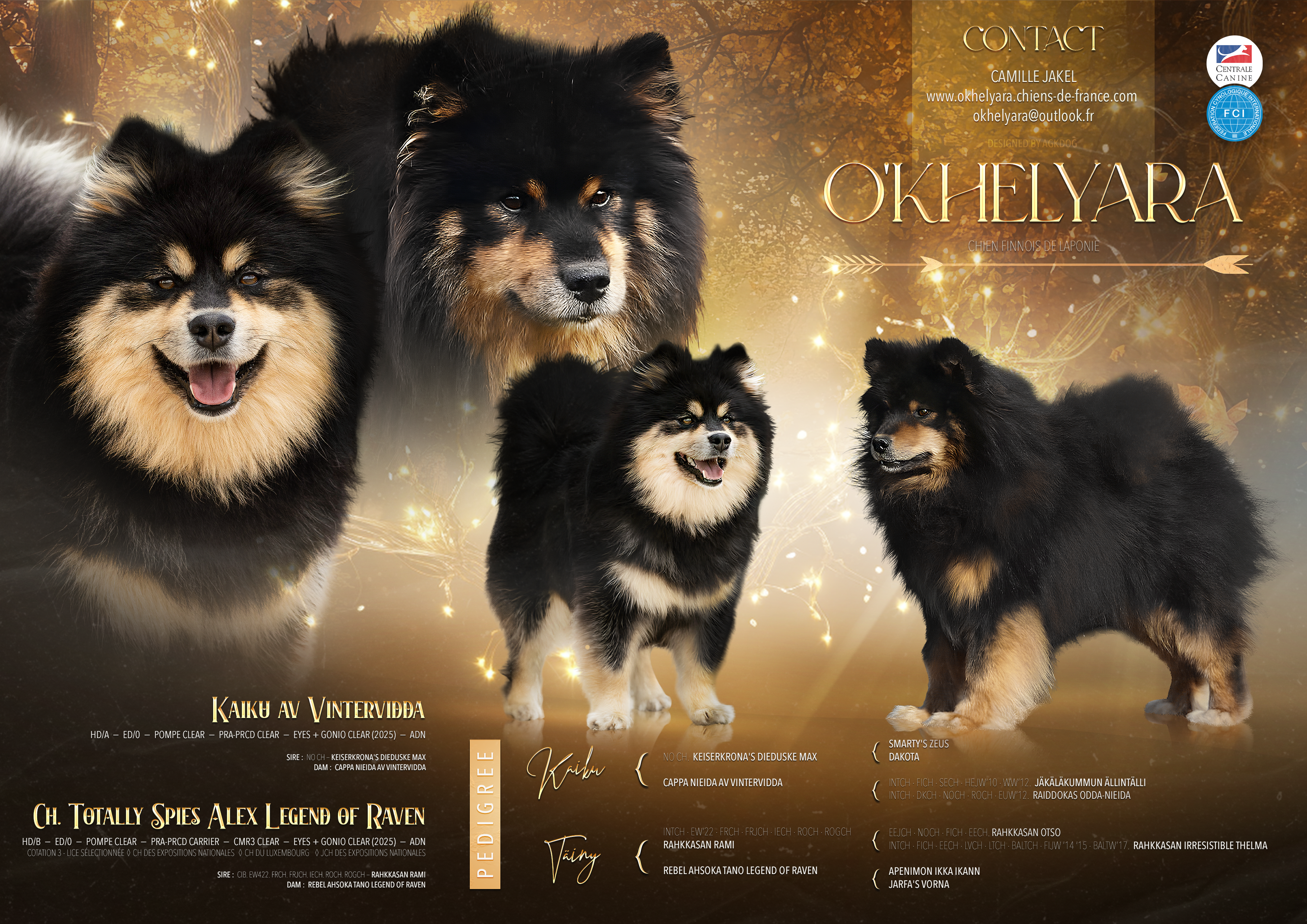 Portée Chien Finnois De Laponie — O'Khelyara