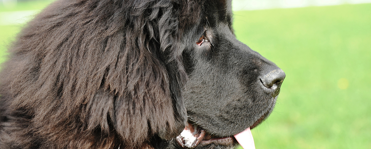 Terre neuve  Société Centrale Canine
