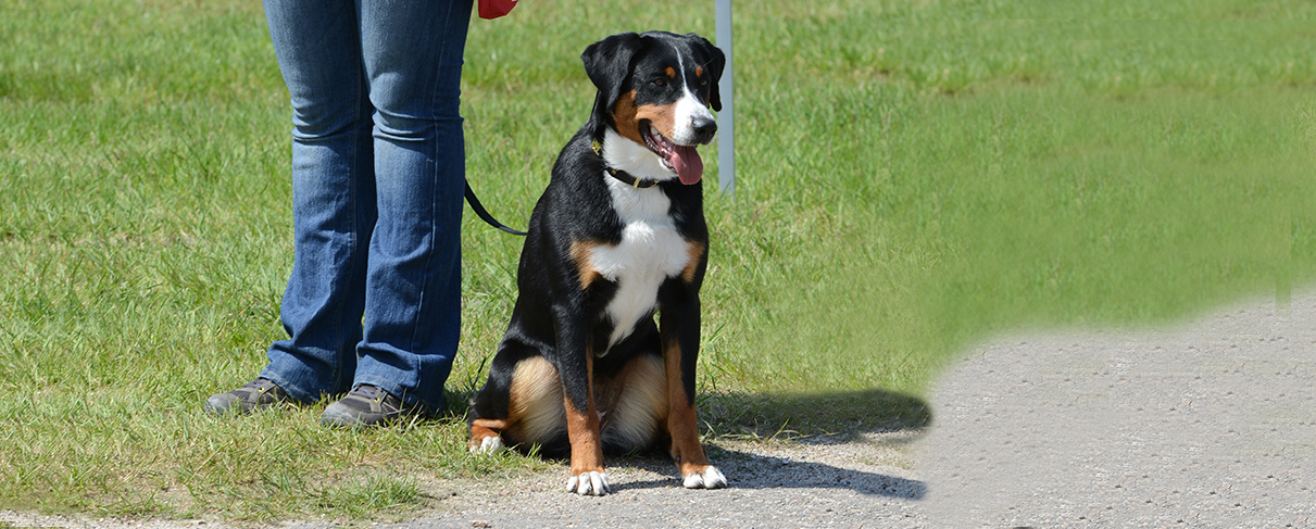 Bouvier De L Appenzell Societe Centrale Canine Bouvier De L Appenzell Societe Centrale Canine