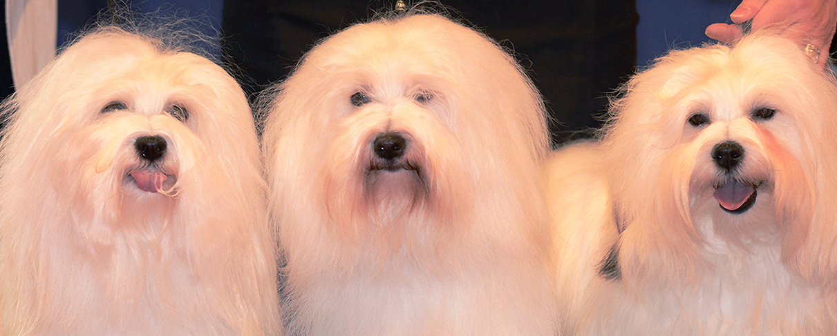 Coton de tulear  Société Centrale Canine