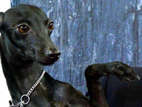 Actualités Société Centrale Canine