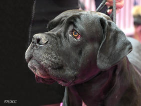 Le Nom De Votre Chiot Société Centrale Canine