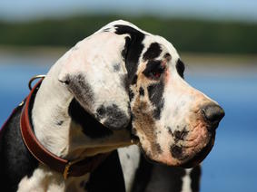 Le Nom De Votre Chiot Société Centrale Canine