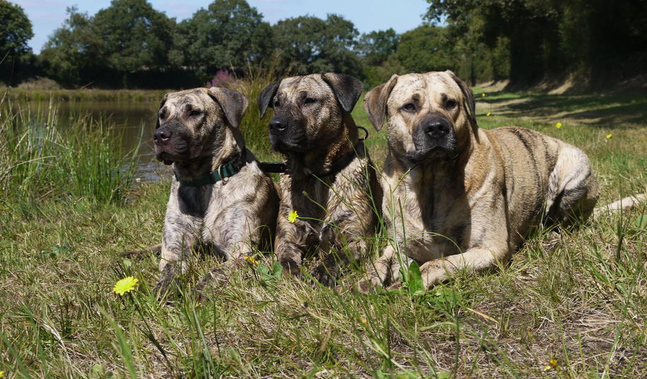 La Formation Société Centrale Canine