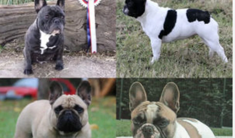 Club Du Bouledogue Francais Societe Centrale Canine