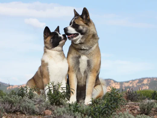 Akita Inu Tout Sur La Race De Chien Akita Inu