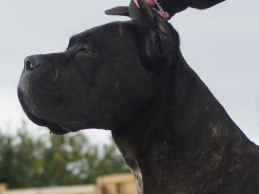 Standard Du Cane Corso Société Centrale Canine