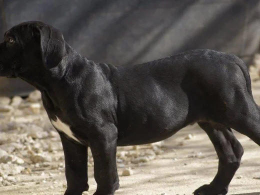 Risques Lies Au Non Lof Societe Centrale Canine