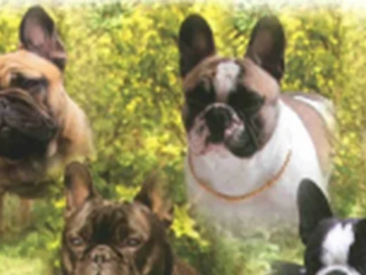 Le Standard Societe Centrale Canine