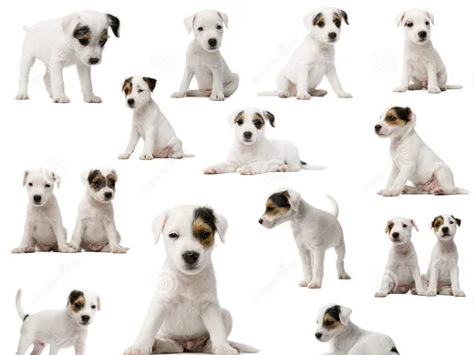 Confirmation A Titre Initial Societe Centrale Canine