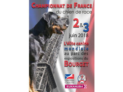 Qui Sont Les Chiens De Recherche Et De Sauvetage