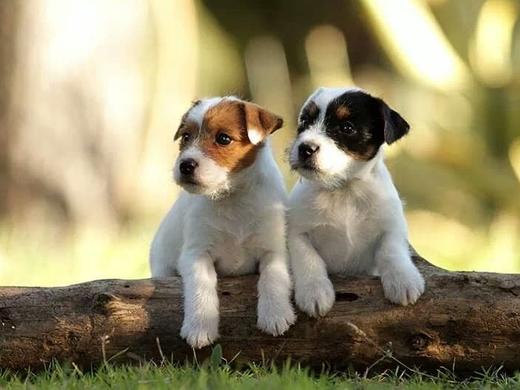 Portees Les Chiots Disponibles Societe Centrale Canine