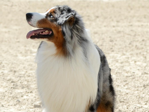 Les Couleurs De Robe Des Yeux Et Transmission Lors Des