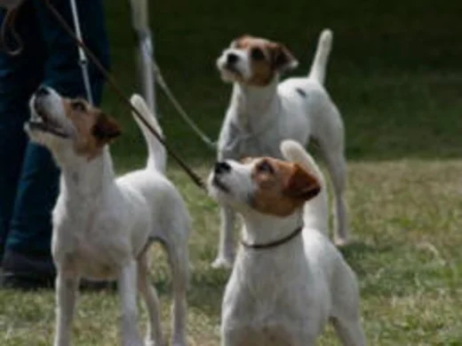Ce terrier est-il le chien quu0027il vous faut?  Société Centrale Canine
