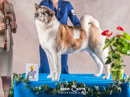 Le Standard De Lakita Américain Société Centrale Canine