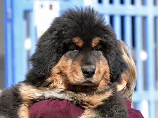 E Learning Couleurs De Robes 4 Predire La Couleur Des Chiots Societe Centrale Canine