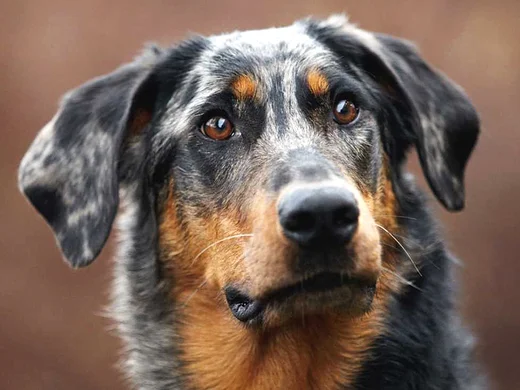 Le Berger De Beauce 3eme Partie Standard Et Commentaires Societe Centrale Canine