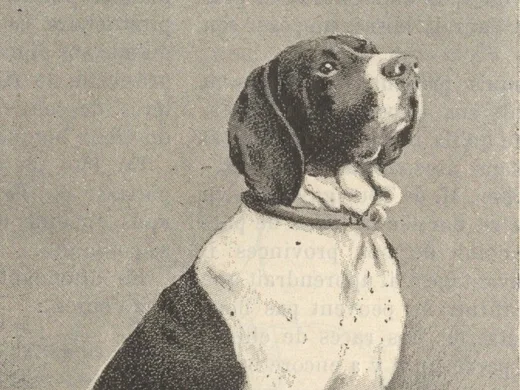 chiots tenant des armes