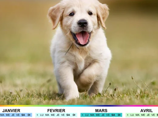 Cun Calendrier 2023 Calendrier Des Concours 2022 Sur Le Site De La Cun Cbg | Société Centrale  Canine