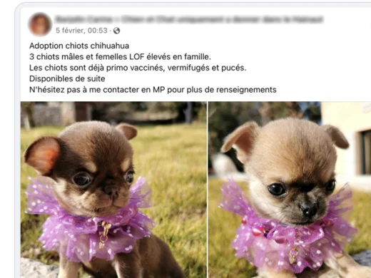 Alerte ARNAQUE ! | Société Centrale Canine