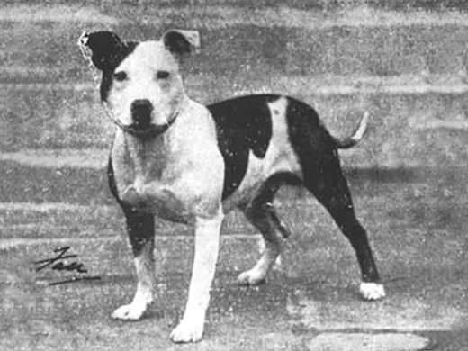 Staffordshire bull terrier