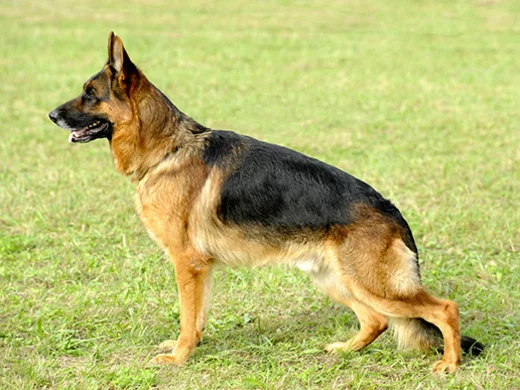 djengis-khan.jpg.webp?itok=VY6Ol6uy