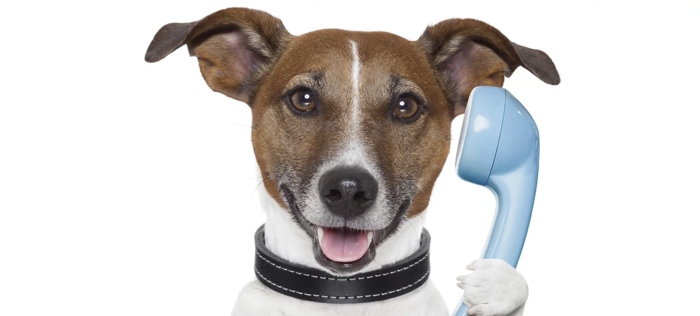Ces dispositifs étonnants qui permettent aux chiens de communiquer avec  leurs maîtres en utilisant des mots - NeozOne