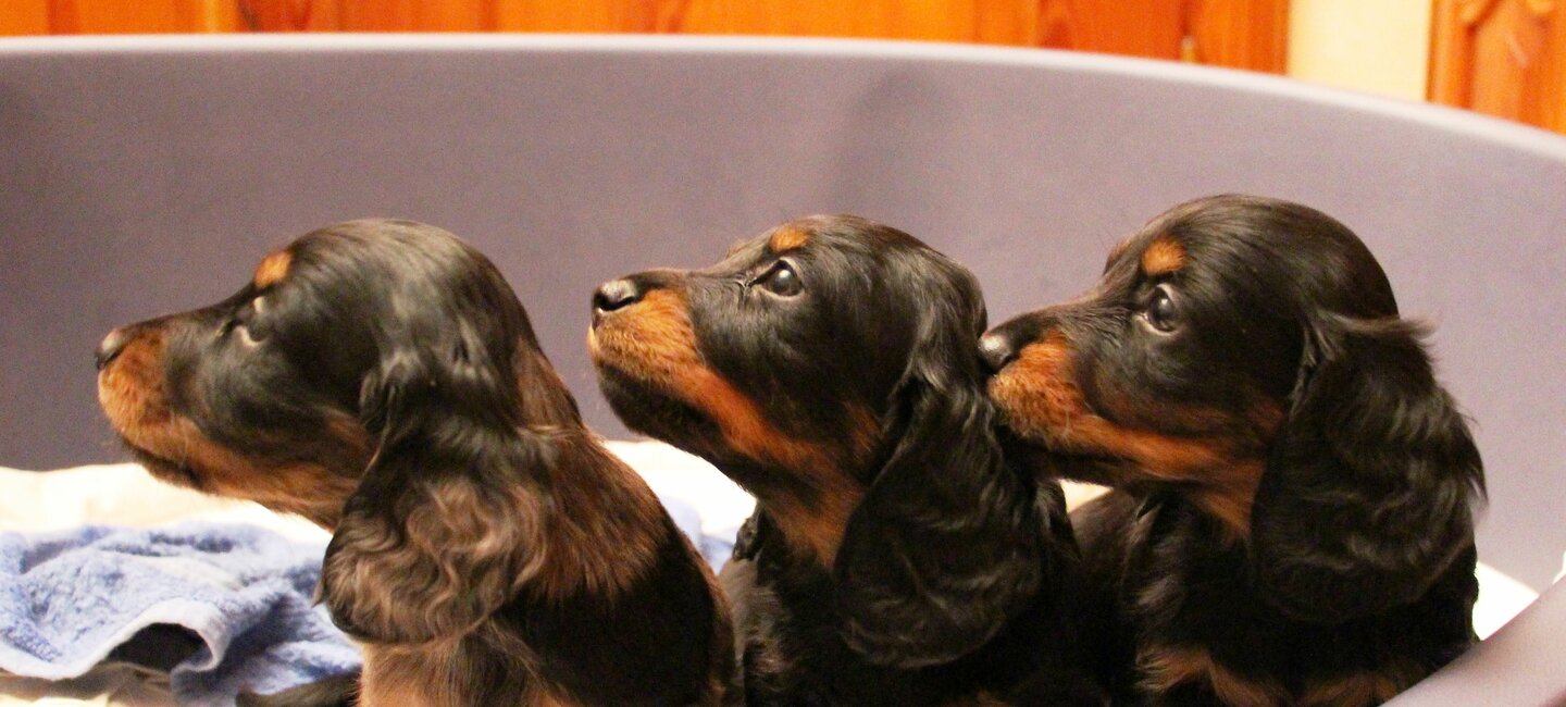 Standard Societe Centrale Canine