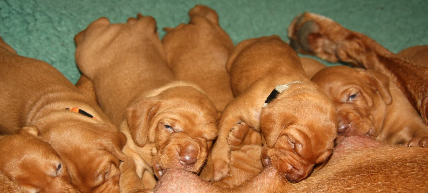 Mise Bas Normale Ou Anormale Societe Centrale Canine