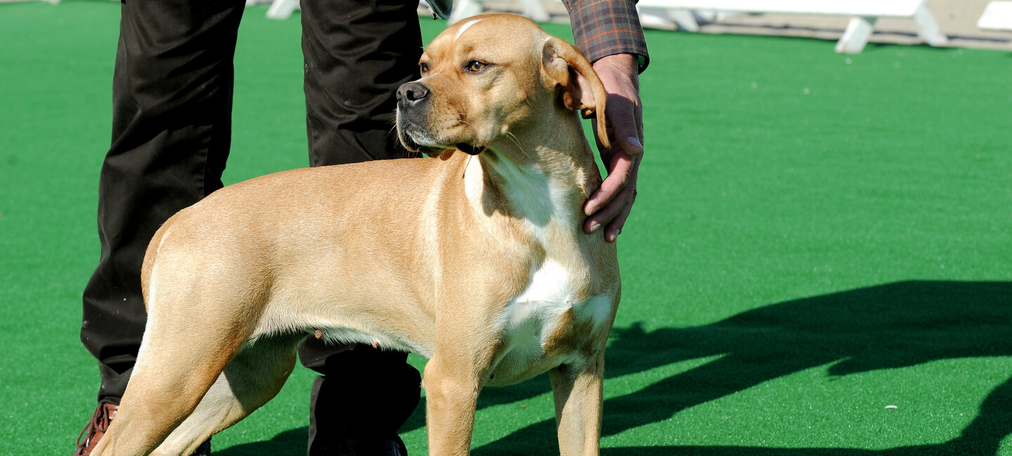 Le Chien Peureux Societe Centrale Canine