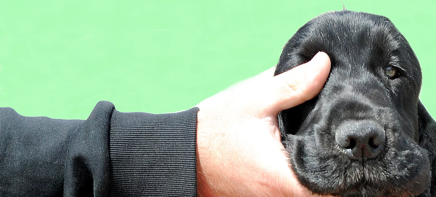 Comment gérer son diabète ?  Société Centrale Canine