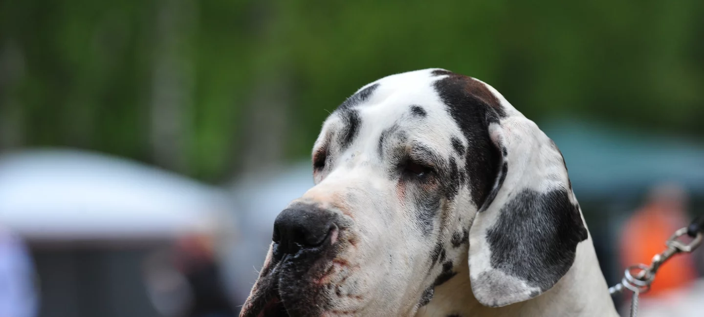 Dilatation Torsion D Estomac L Urgence Absolue Societe Centrale Canine