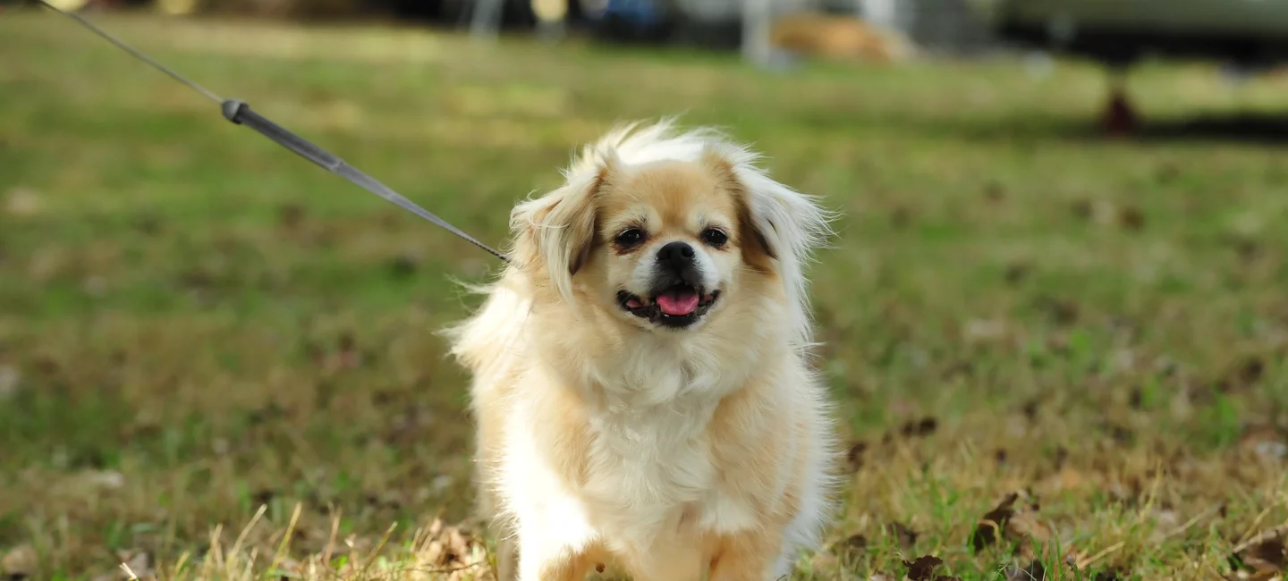 Les Aliments Que Nos Chiens Doivent Eviter Societe Centrale Canine