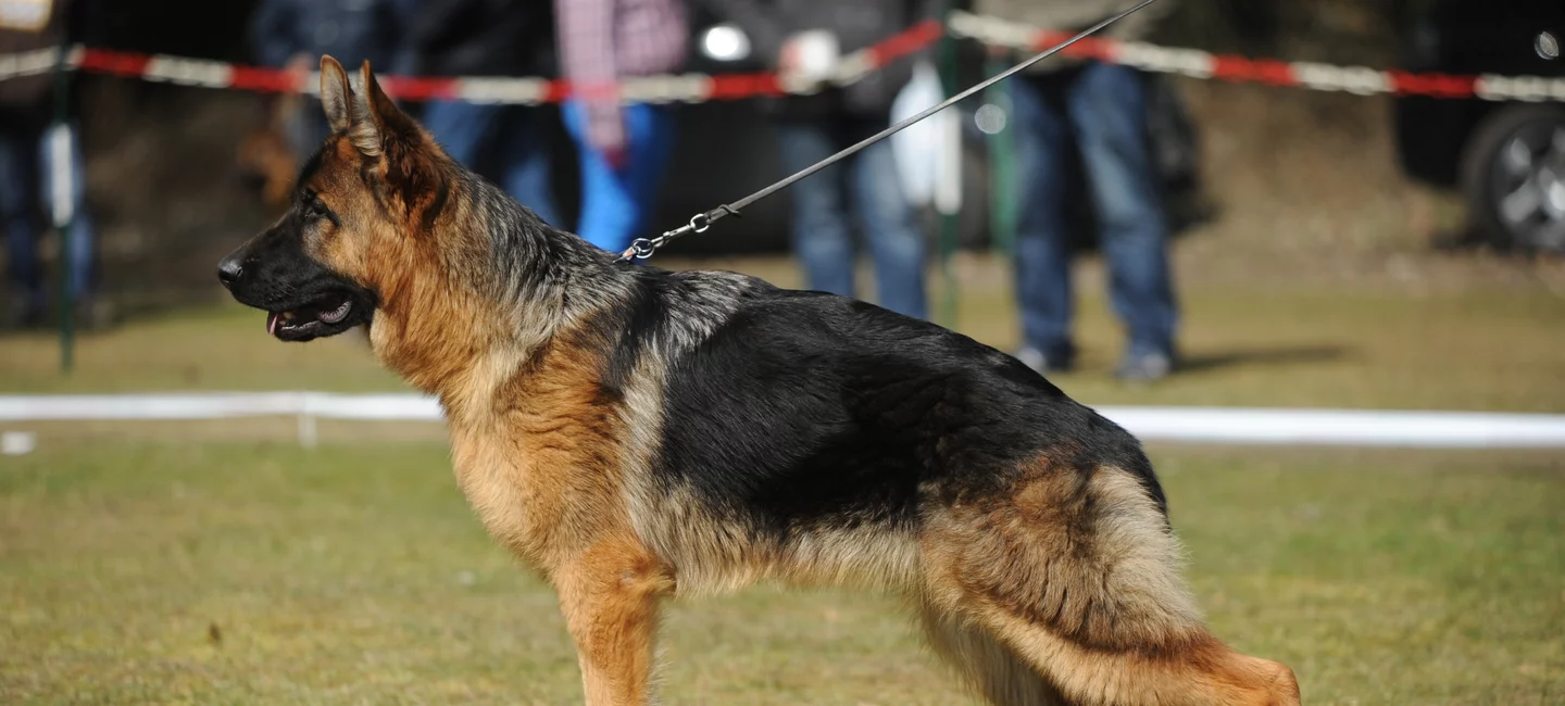Le Cycle Sexuel De La Chienne Societe Centrale Canine