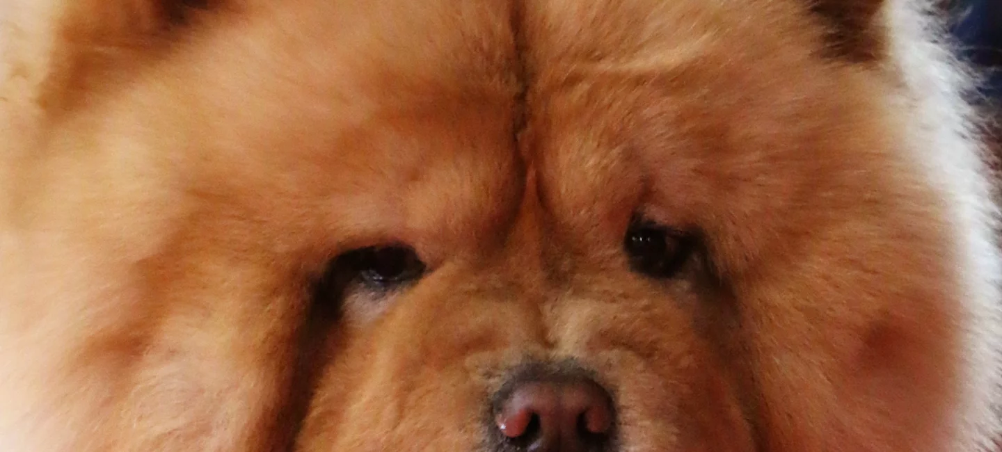 Depigmentation De La Truffe Societe Centrale Canine