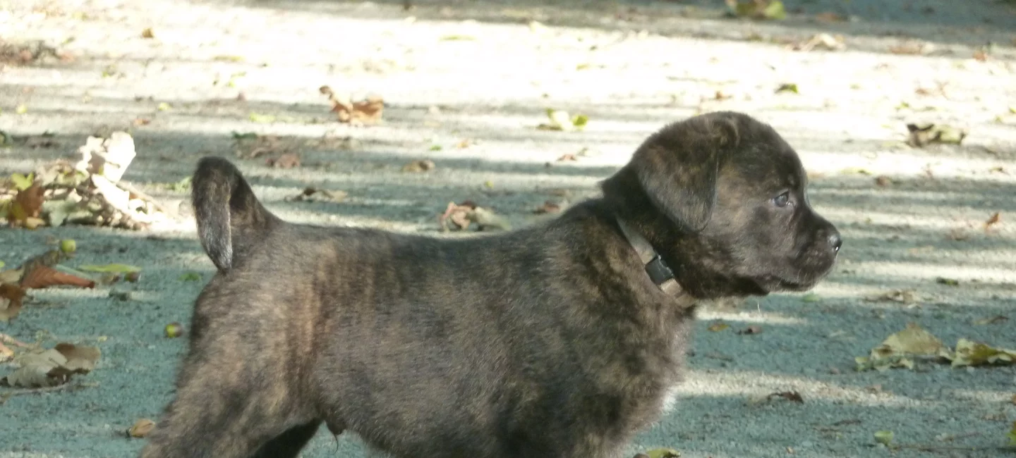 Gestation Et Diagnostic Societe Centrale Canine
