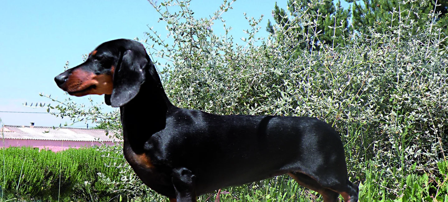 La Sterilisation Societe Centrale Canine