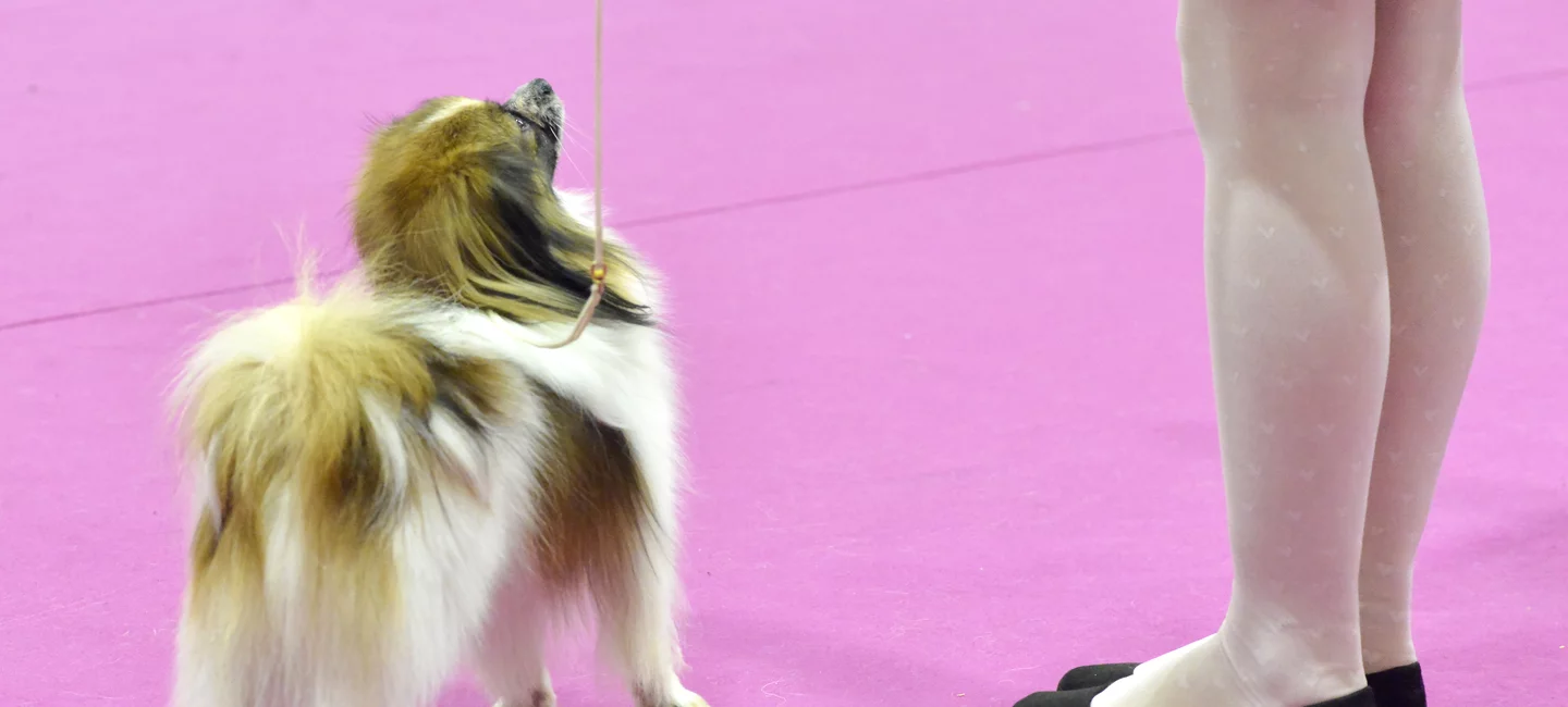 Jamais Sans Mon Chien Ce Que Dit La Loi Societe Centrale Canine